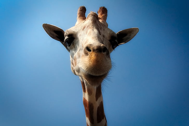 low angle photography of brown giraffe at daytime