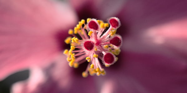 macro photography of pink hibiscus pollen grains and stamen