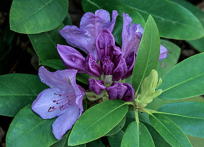 close up photography of purple rhododendron flowers