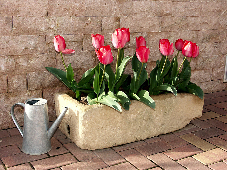 pink tulips in bloom beside gray metal watering can