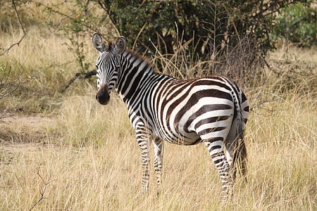 zebra on brown grass near tree