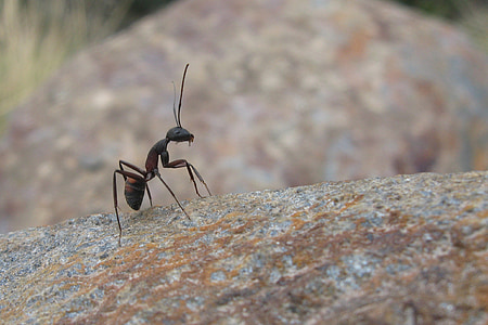 selective focus photo of black ant on brown rock at daytime