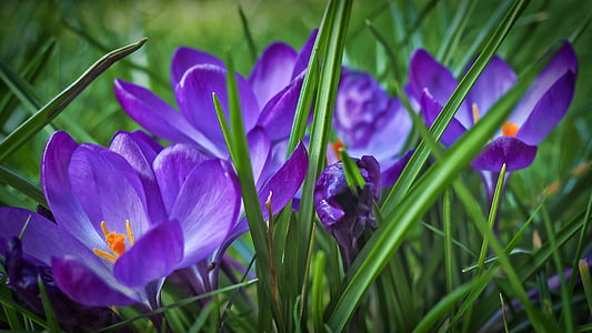 purple flowers with green grass