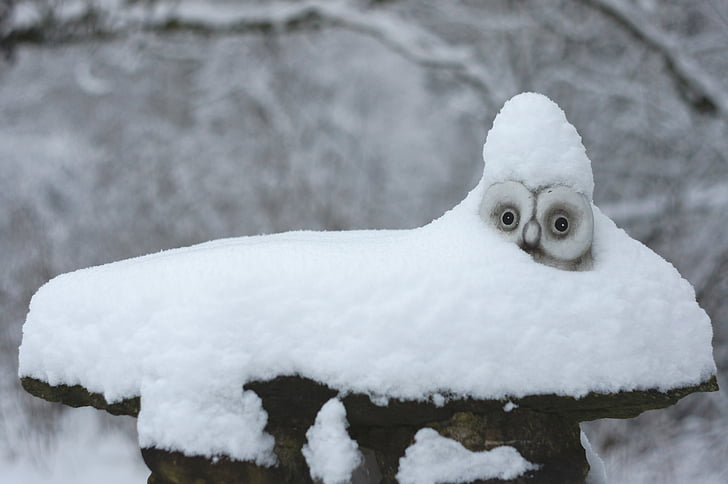 gray owl covered with snow during daytime