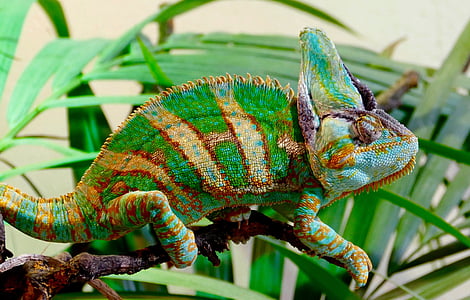 green, brown, and blue reptile