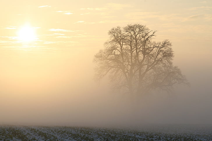 single leaf tree surrounded by mist under clear sky