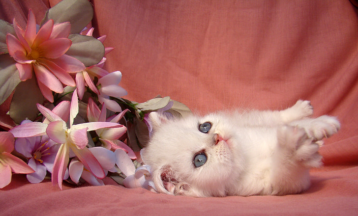 white kitten near white-and-pink flowers on pink textile