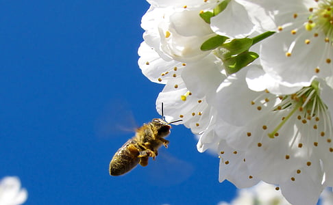 yellow and black honey bee near white flower during daytime