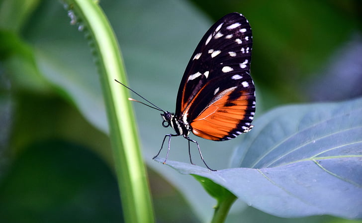 shallow focus photography of orange and black butterfly on green leaf
