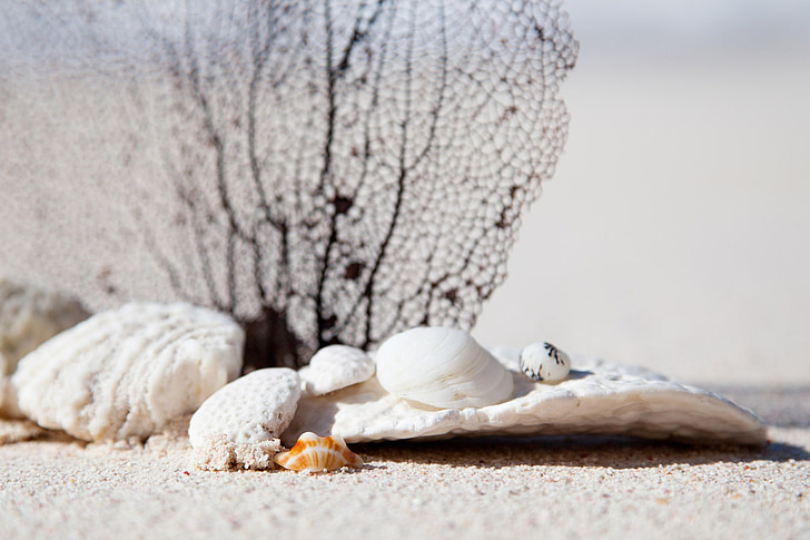white seashell on gray sand