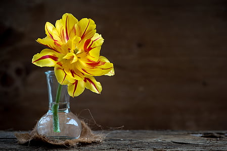 yellow and red tulip in clear glass vase