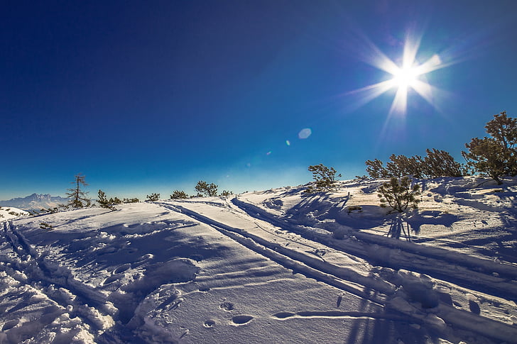 snowfield with trees during daytime