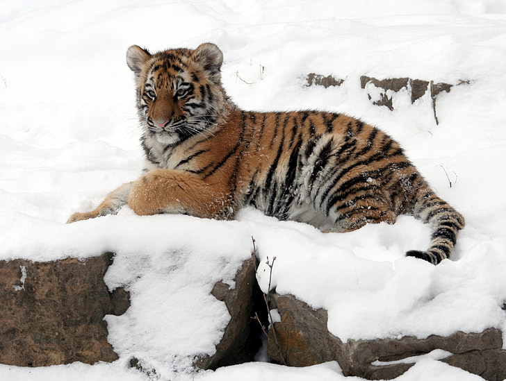 tiger on snowy mountain