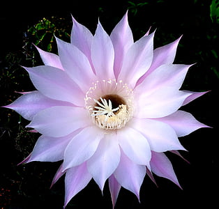 purple and white flower beside cactus plant