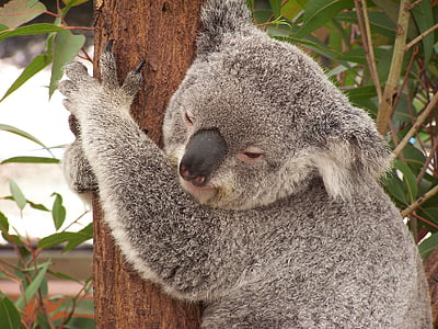 koala hugging tree closeup photography