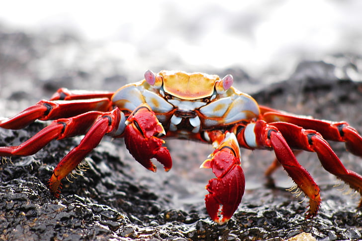 shallow focus photography of red and gray crab