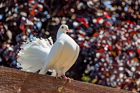selective focus photography of white pigeon
