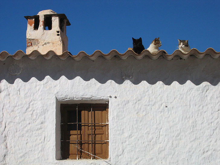 several cats on roof