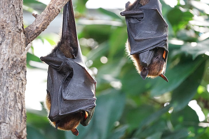 two brown bats on tree branch