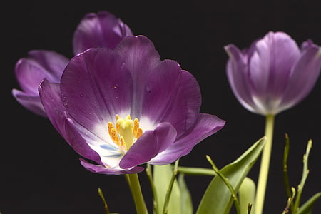close up photography of purple tulips