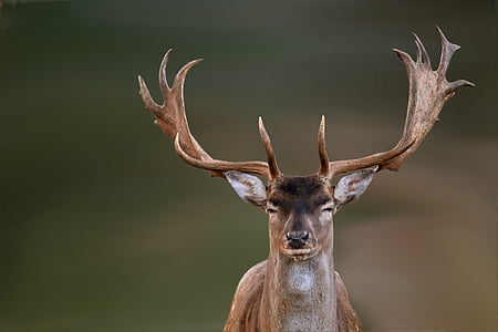 selective photo of male deer