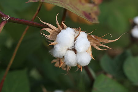 selective focus photography of cotton boll