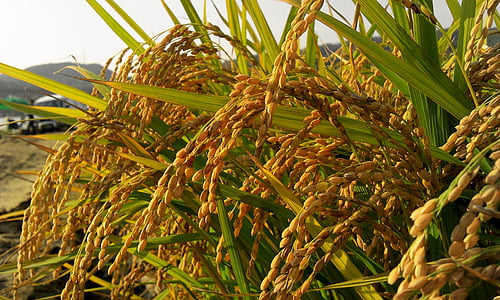 macro photograph of wheat