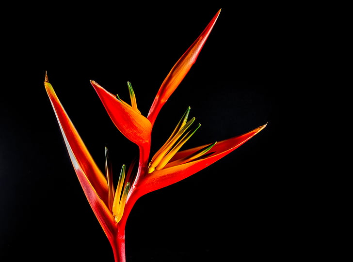 red-and-yellow bird of paradise flower closeup photography