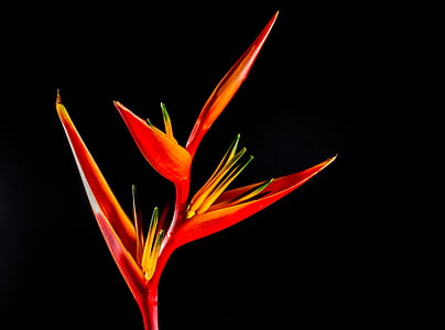 red-and-yellow bird of paradise flower closeup photography