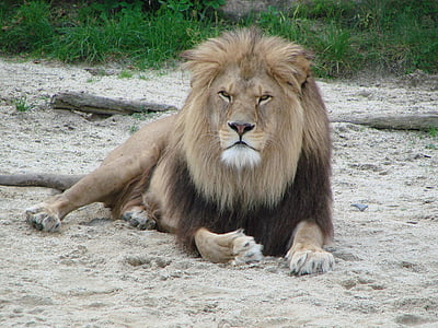 brown lion leaning on sand against green grass