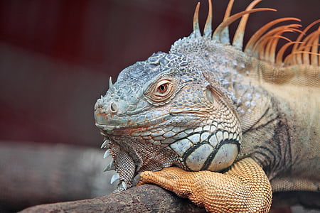 close-up photo of brown iguana