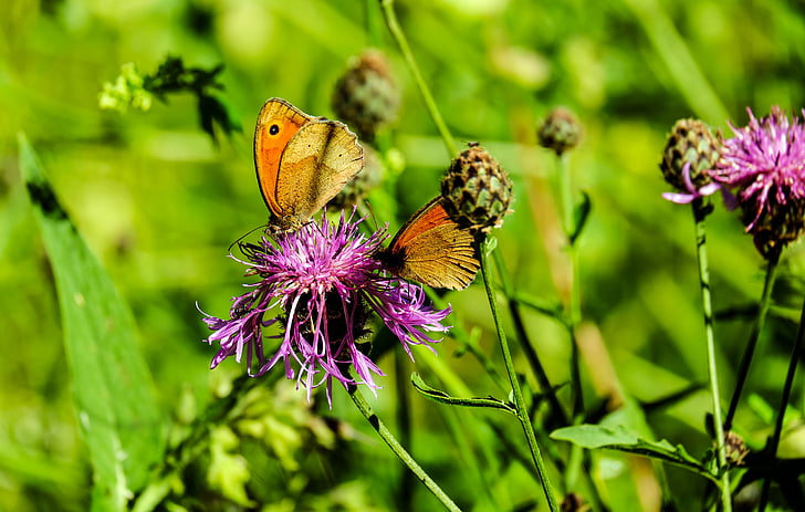 two brown butterfly perched on purple flower