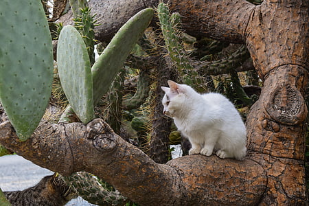 white cat sitting on cactus tree