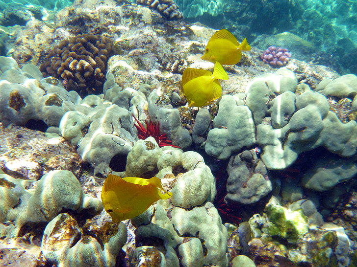 yellow fish on gray coral reef