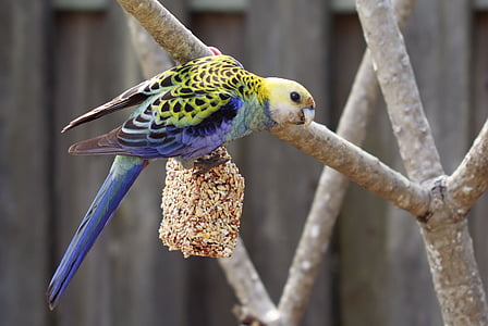 yellow and blue parakeet on tree branch