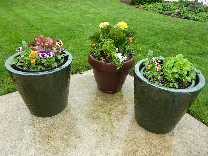 closeup photo of green leafed plants on pots