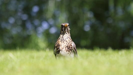 falcon on grass field