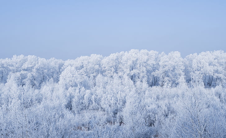 white snow covered trees