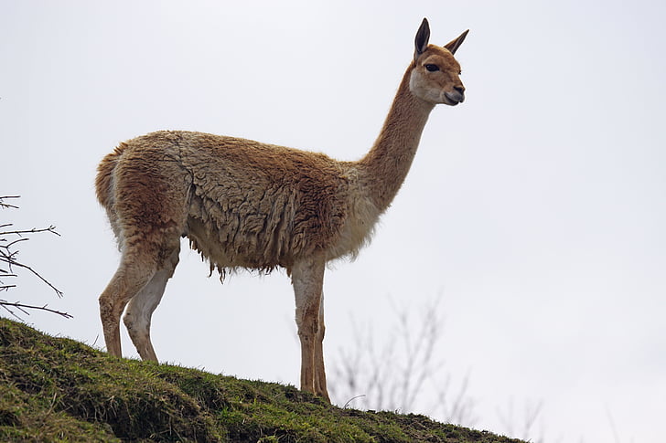 brown alpaca on hill