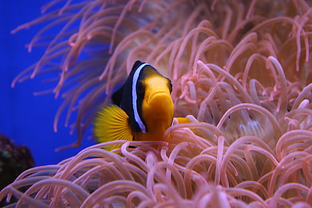 black and yellow fish