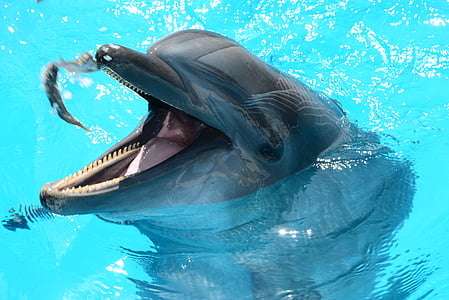 gray dolphin in swimming pool