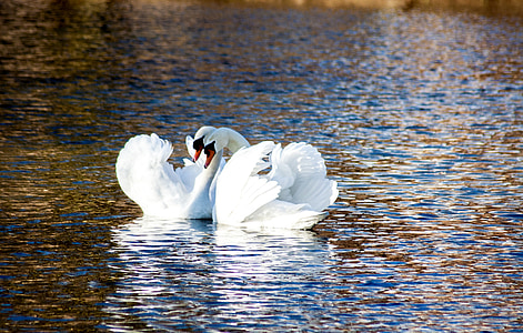two white swan on river during daytime