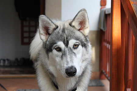 closeup photography of white and grey Siberian husky