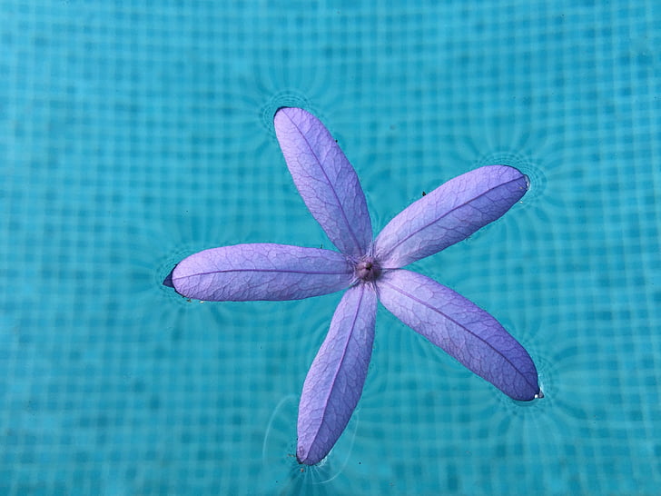 purple 5-petaled flower on pool