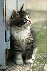 calico tabby kitten looking at the right while leaning at metal door
