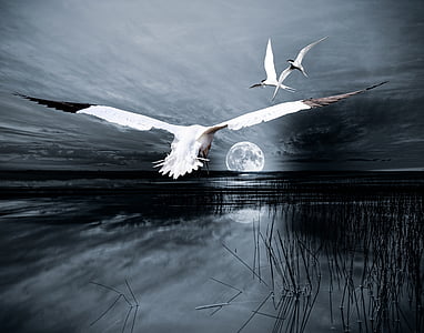 three white birds flying over the water