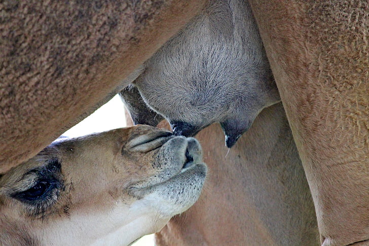 young animal feeding on her mother's mammary glands