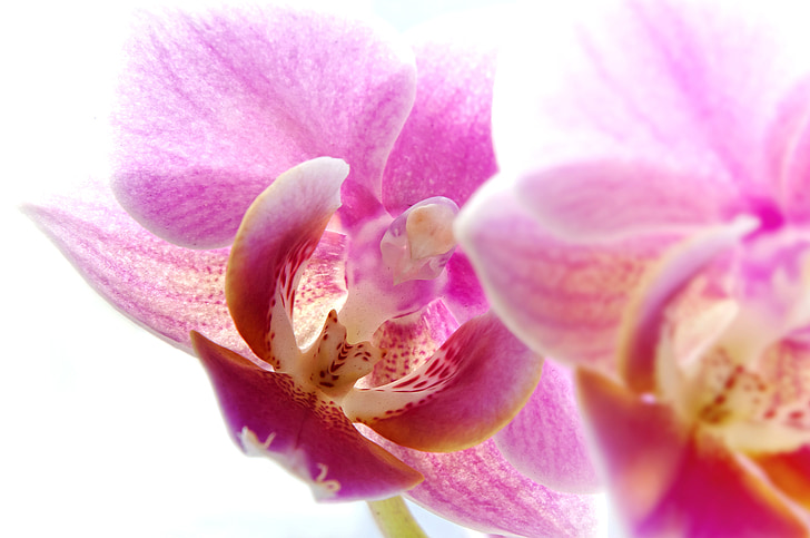pink moth orchid in bloom