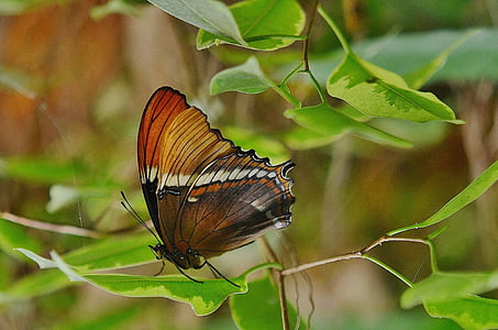 selective focus photography of butterfly perched on green leaf