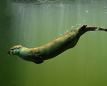 seal swimming under water
